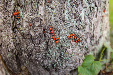 Fire bugsの写真素材