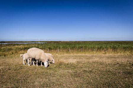 Sheep on the dykeの写真素材