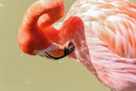 Close up of a preening pink flamingoの写真素材