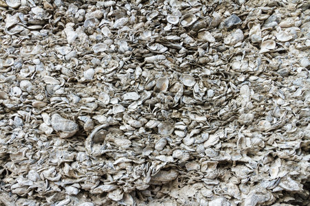 A wall made of coquina, the hard deposit of compacted shellsの写真素材