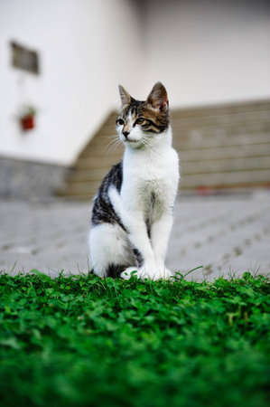 Cute cat enjoying his life outdoors. の写真素材