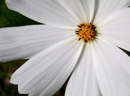 Smiling Daisyの写真素材