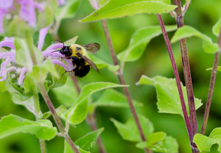 Bumble Bee Harvesting