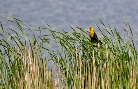 Yellow headed blackbirdの写真素材