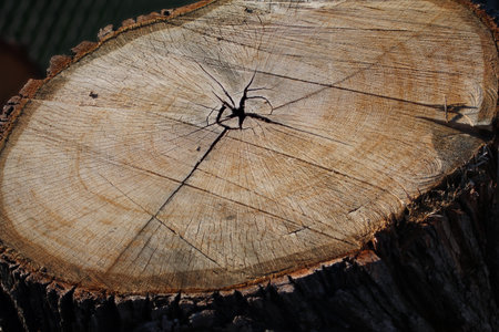 Cracked oak cross sectionの写真素材