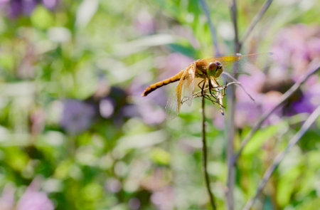 Golden Dragonfly Resting