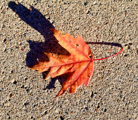 Single autumn maple leaf