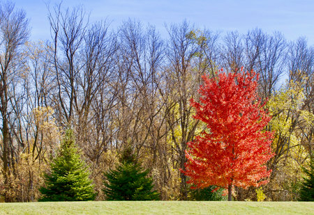 Brilliant maple and two pinesの写真素材
