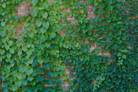 Brick wall with green vines
