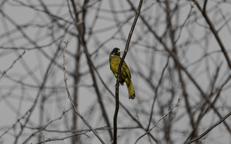bird on tree branchの写真素材