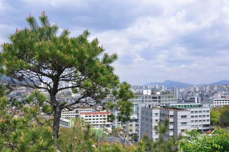 treeのeditorial素材