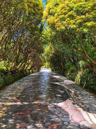 The beautiful path between the trees, path leads to the parkの写真素材