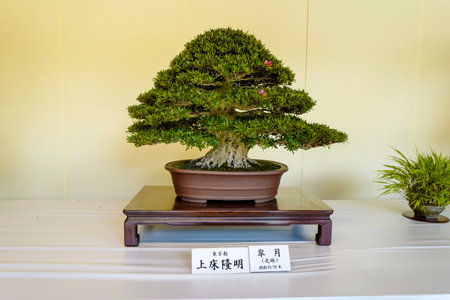 Tokyo, Japan, 2rd, June, 2017: Bonsai plants exhibition at Meiji Shrine. A bon is a tray shaped pot and sai translates as planting, so bonsai is planting in a tray. The Japanese tradition of bonsai dates back over a thousand years and still remains a popuのeditorial素材
