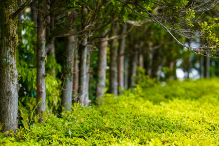 The trunks of trees in a park perspective, depth of field.の写真素材
