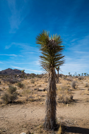 View of Joshua Tree National Park. The park is an American national park in southeastern California, east of Los Angeles. The park is named for the Joshua trees native to the Mojave Desert.の写真素材