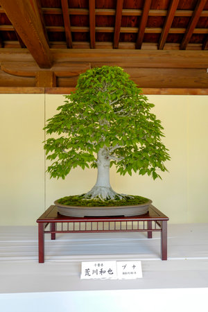 Tokyo, Japan, 2rd, June, 2017. Bonsai plants exhibition at Meiji Shrine.のeditorial素材