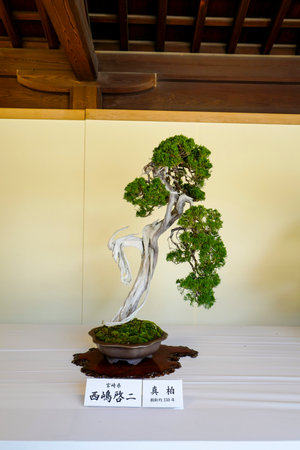 Tokyo, Japan, 2rd, June, 2017. Bonsai plants exhibition at Meiji Shrine.のeditorial素材