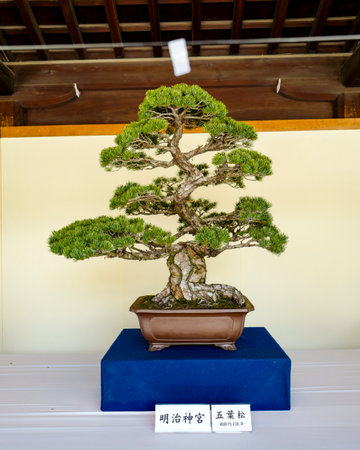 Tokyo, Japan, 2rd, June, 2017. Bonsai plants exhibition at Meiji Shrine.のeditorial素材