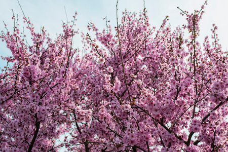 blooming cherry blossoms over the sky. Pink flowers.