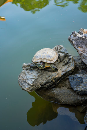 The red-eared slider is staying on the rock, also known as the red-eared terrapin, red-eared slider...