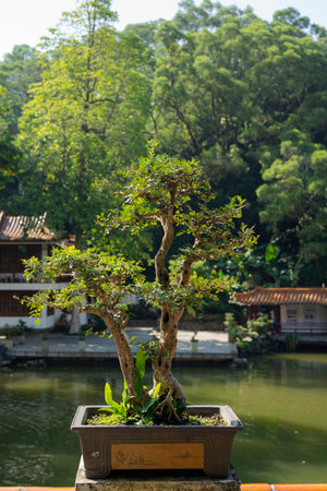 Shenzhen, China. Oct, 2019. The bonsai in the Bonsai Garden at Fairylake Botanical Garden.のeditorial素材