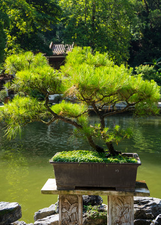 Shenzhen, China. Oct, 2019. The bonsai in the Bonsai Garden at Fairylake Botanical Garden.のeditorial素材