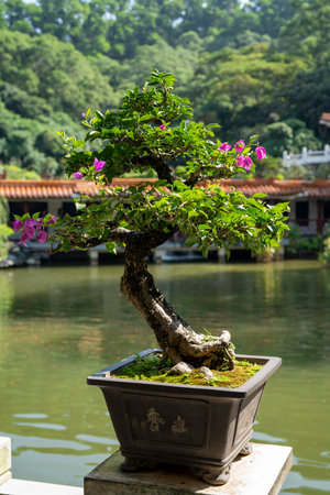 Shenzhen, China. Oct, 2019. The bonsai in the Bonsai Garden at Fairylake Botanical Garden.のeditorial素材