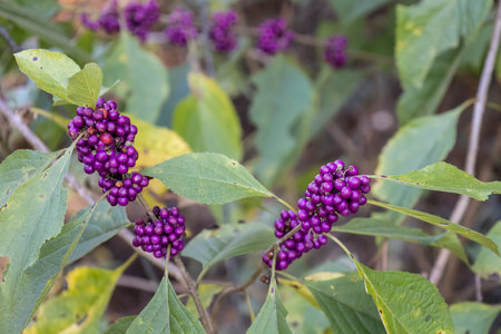 Beautiful flowers, floral arrangement, gardens, and wild berries located around townの写真素材