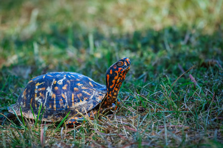 A turtle is walking on the grass. The turtle is small and brown