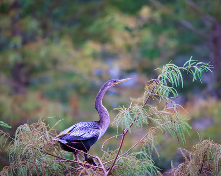 A bird is perched on a branch of a tree. The bird is black and white in color