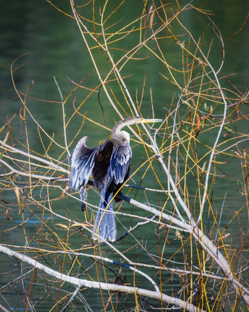 A bird is perched on a branch in a body of water. The bird is black and white