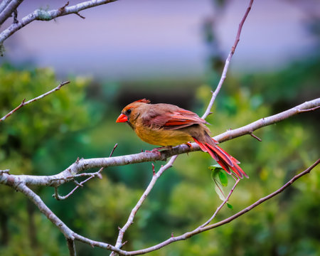 A bird is perched on a branch in a tree. The bird is brown and red. The image has a peaceful and serene moodの写真素材