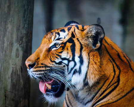 A tiger is looking at the camera with its mouth open. The tiger is in a zoo enclosureの写真素材