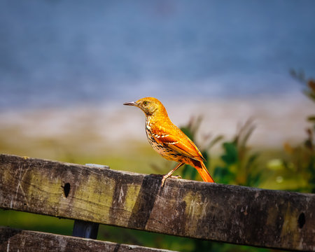A bird is perched on a wooden fence. The bird is orange and has a brown head. The bird is looking down at the groundの写真素材