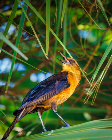 A bird is perched on a leafy green plant. The bird is singing and he is enjoying itselfの写真素材