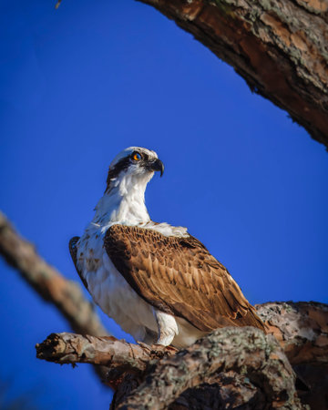 An Osprey is perched on a tree branch. The bird is brown and white. The sky is blueの写真素材