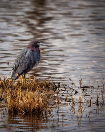 A bird is standing on a grassy area near a body of water. The bird is looking out over the water, possibly searching for food. The scene has a peaceful and serene moodの写真素材