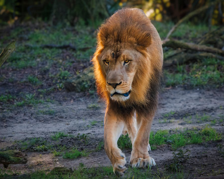 A lion is walking through the grass with its head held high. The lion is looking to the rightの写真素材
