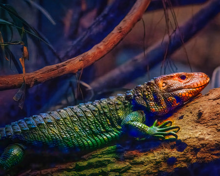 A colorful lizard is laying on a log in a dark forest. The lizard is green and blue, and it is resting. Scene is calm and peaceful, as the lizard seems to be enjoying its time in the shadeの写真素材