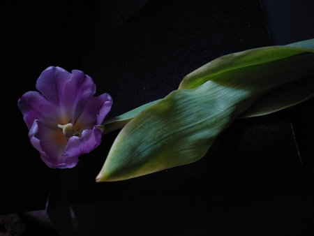 On a black background a purple tulip with a large green leaf, covering like a blanket over the stemの写真素材