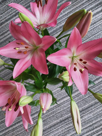 A birds eye view of a bouquet of pink lilies in a vase, background is the grey carpet in my mum's front roomの写真素材
