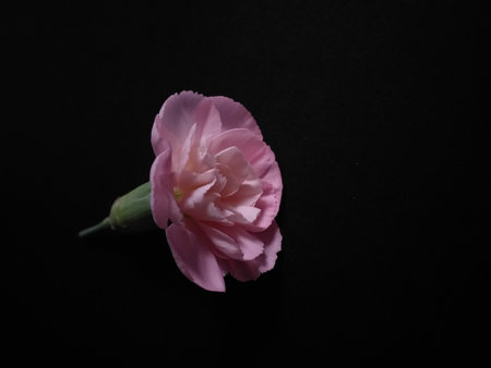 A green stemmed Pink Carnation on a black backgroundの写真素材