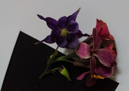 On a background of black and white two single flowers, an aquilegia and wallflower sitting side by sideの写真素材