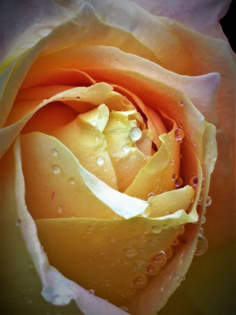 A close up of a yellow rose just after it rained. When this rose is fully opened it turns white with pink tipsの写真素材