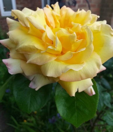 Opened up in full a Yellow Rose with large green leaves, growing in the front gardenの写真素材