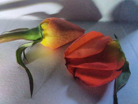 Lit by a torch this photo reveal from reflection from this rose, the rose petals had fallen from the main part of the rose given it two different coloursの写真素材