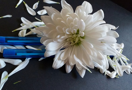White chrysanthemum laying on two blue pens with petals scattered aroundの写真素材