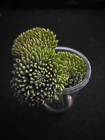 A small plastic pot with three bobbly green fowersの写真素材