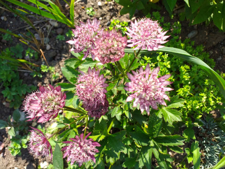 The great masterwort, is a species of flowering plant in the family Apiaceae, native to central & eastern Europe. Growing to 90 cm tall by 45 cm broad.の写真素材