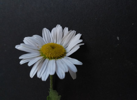 A small white daisy on black backgroundの写真素材